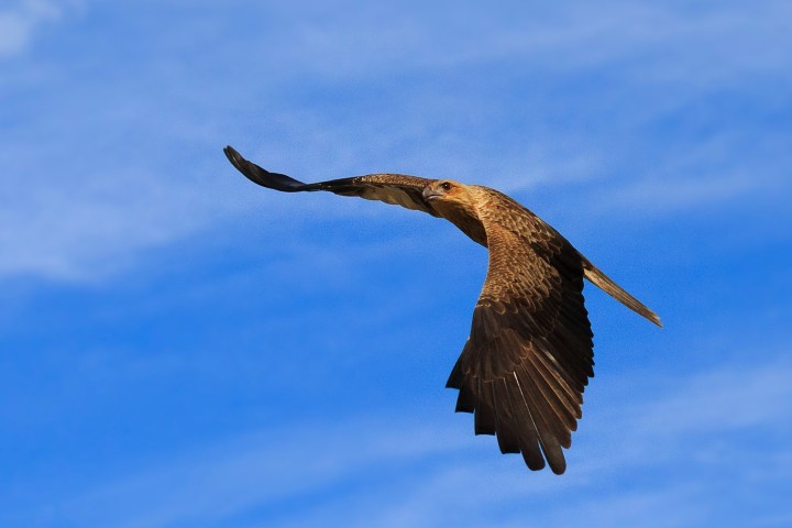 a bird flying in the sky