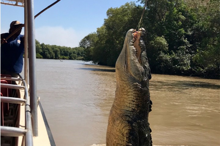 a person holding a fish swimming under water